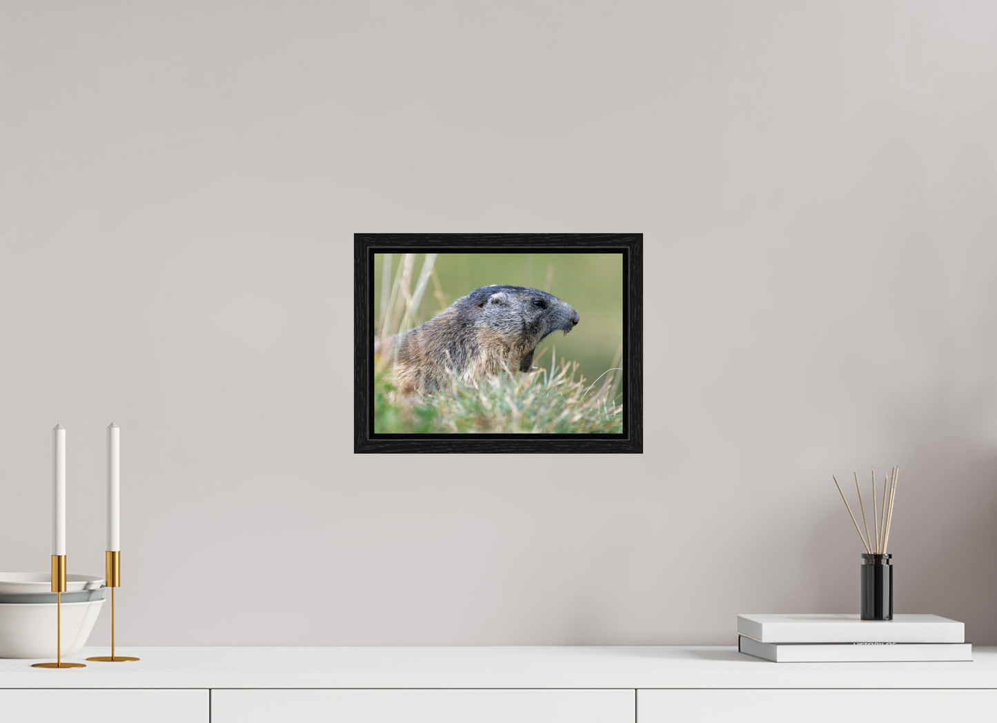 Marmotte / Groundhog