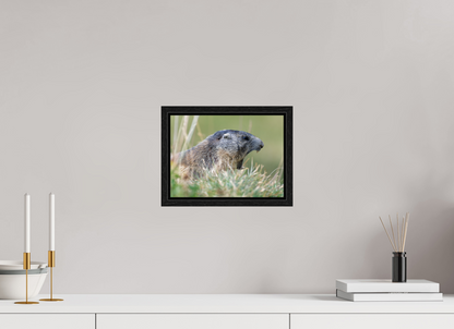 Marmotte / Groundhog