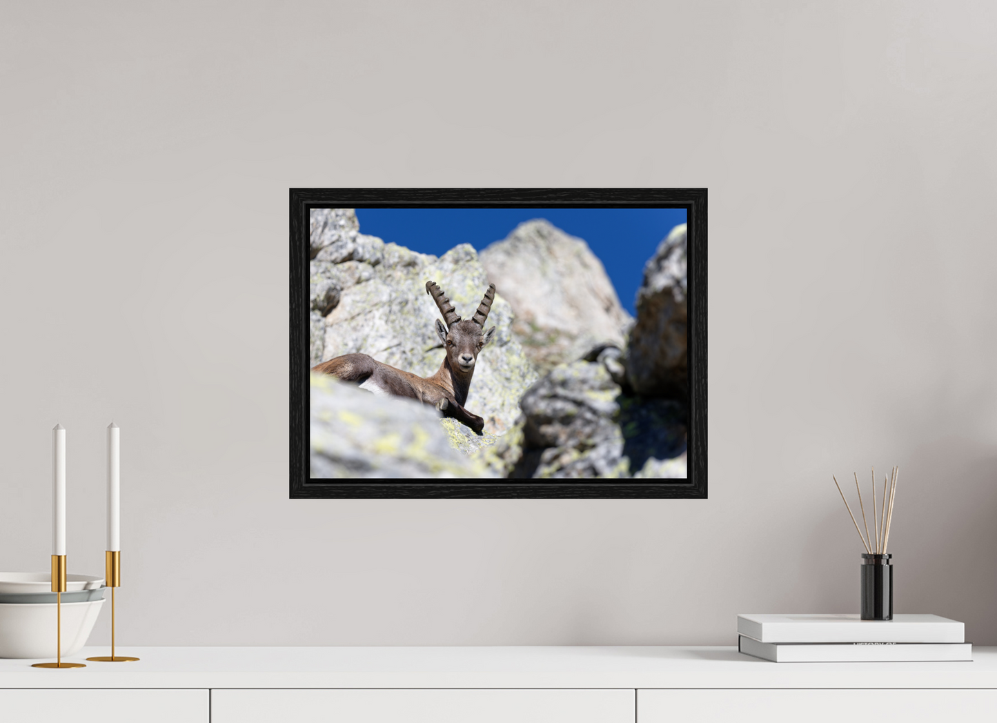 Bouquetin / Ibex