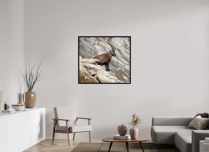 Bouquetin / Ibex