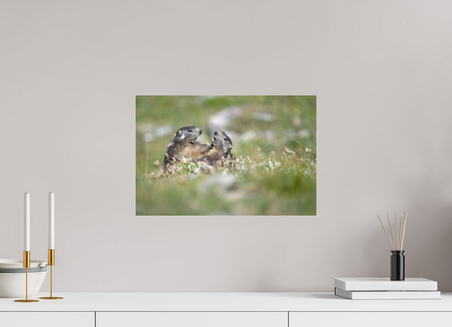 Marmotte / Groundhog
