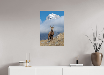 Bouquetin / Ibex