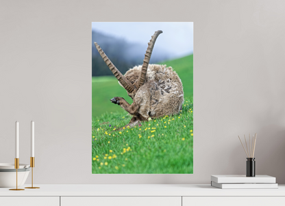 Bouquetin / Ibex