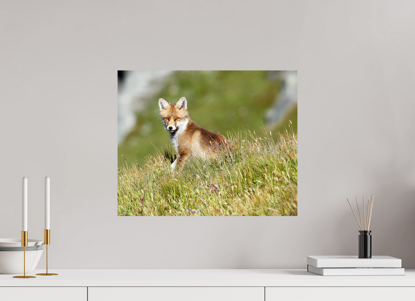 Autres animaux / Other animals