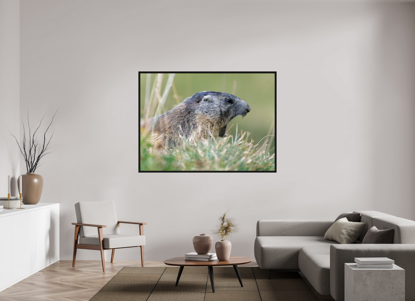 Marmotte / Groundhog