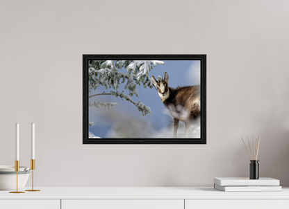 Chamois