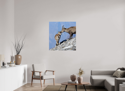 Bouquetin / Ibex