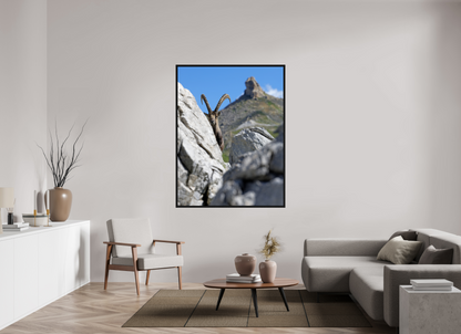 Bouquetin / Ibex