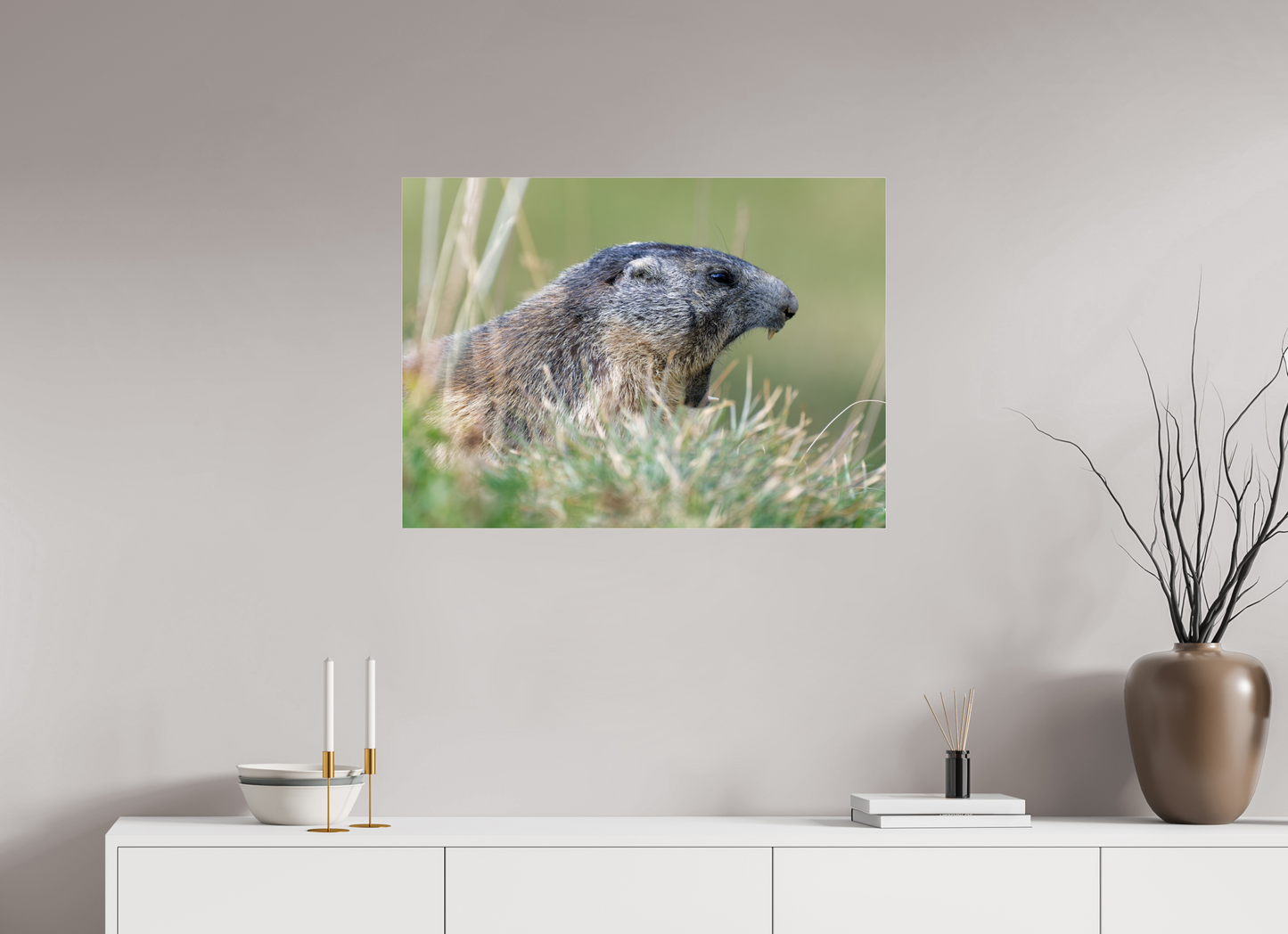 Marmotte / Groundhog