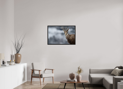 Chamois