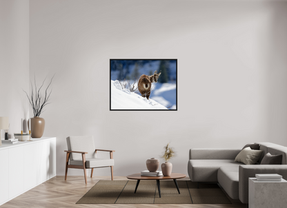 Chamois