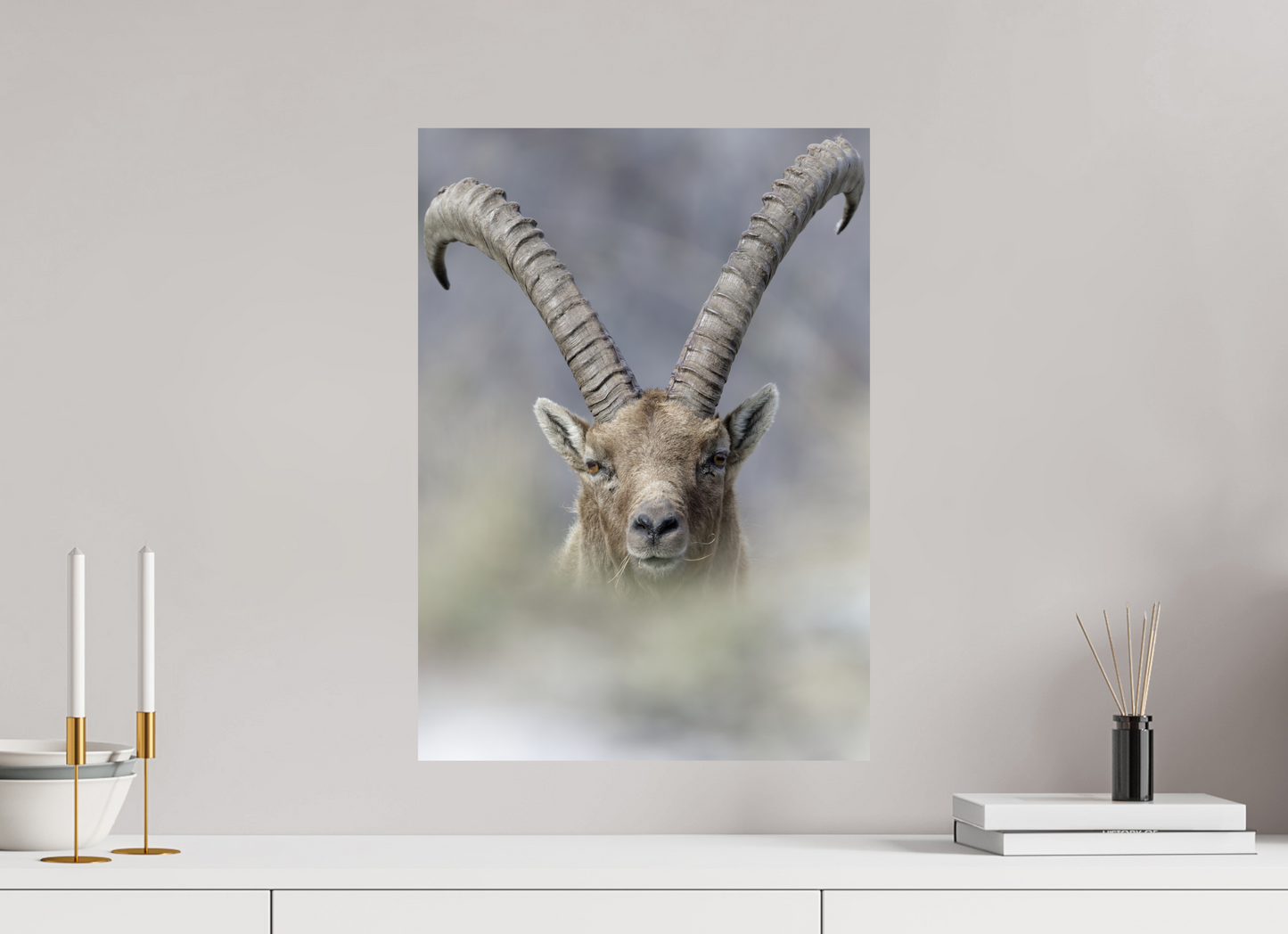 Bouquetin / Ibex