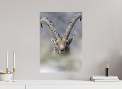 Bouquetin / Ibex