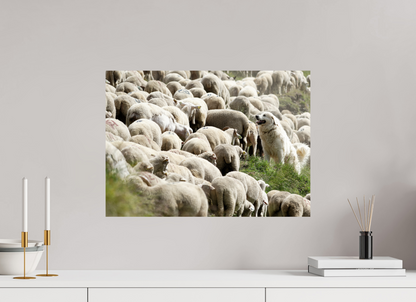 Autres animaux / Other animals
