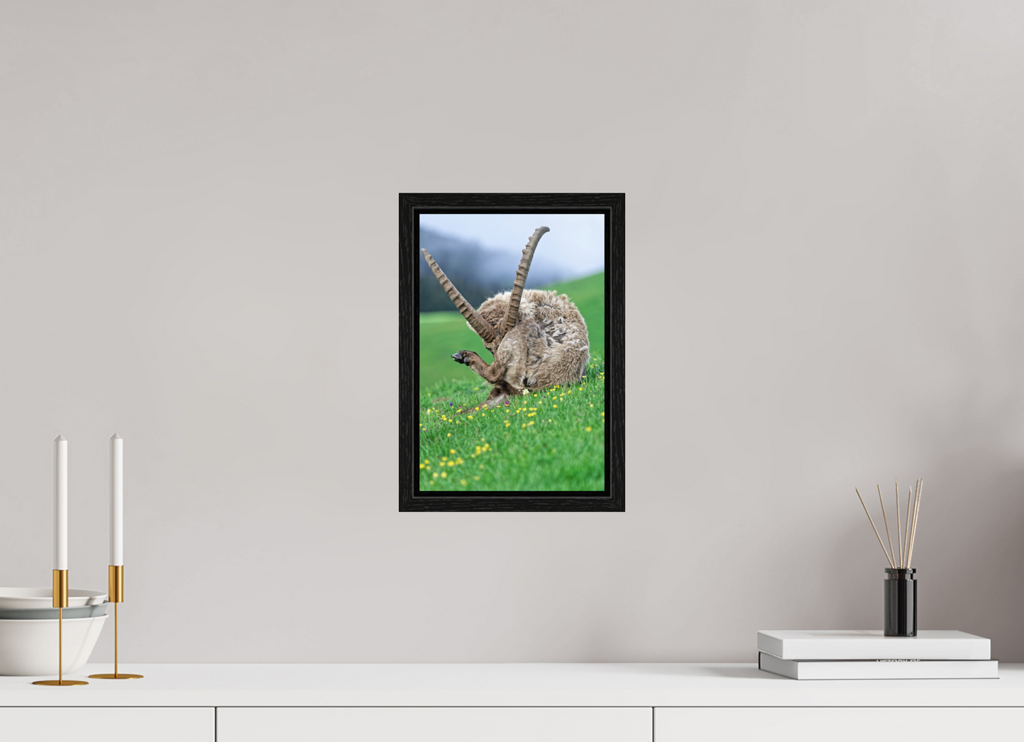 Bouquetin / Ibex