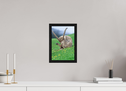 Bouquetin / Ibex
