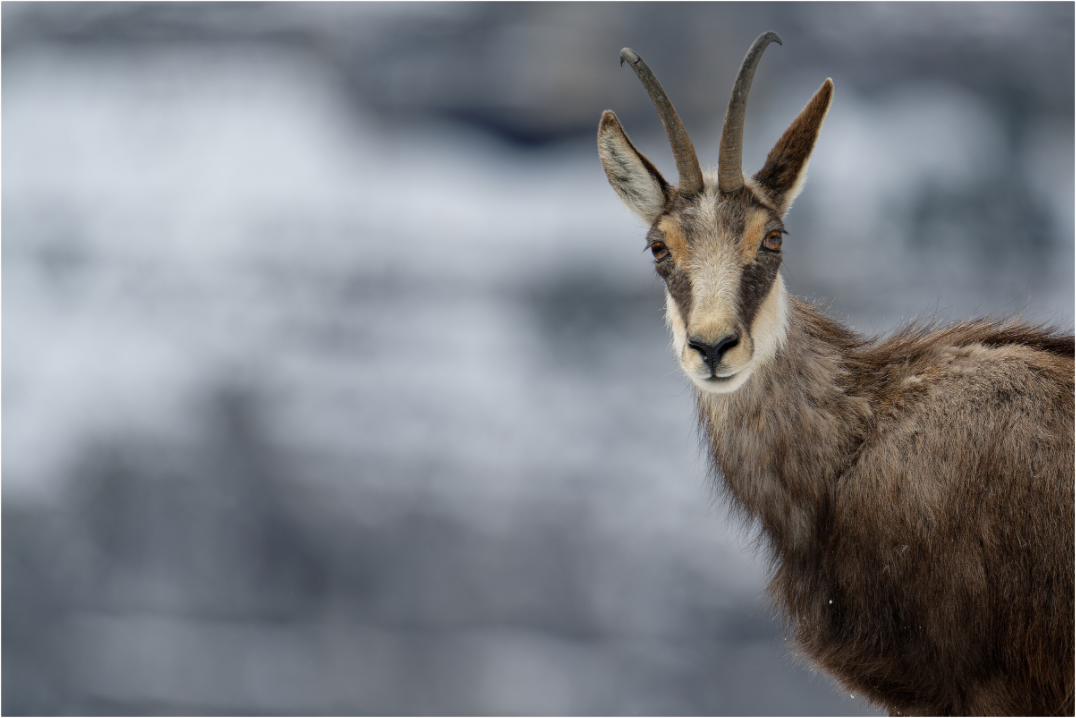 Chamois