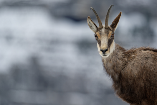 Chamois