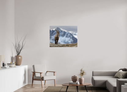 Bouquetin / Ibex