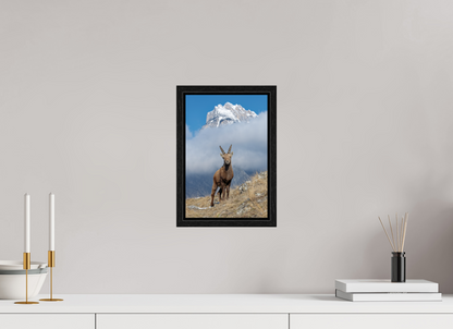 Bouquetin / Ibex