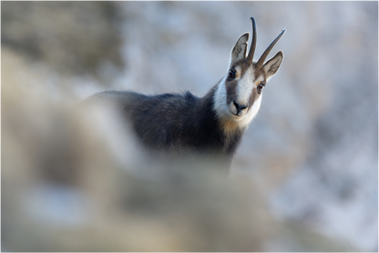 Chamois