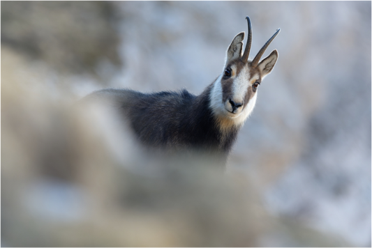 Chamois