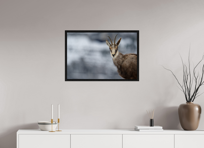 Chamois