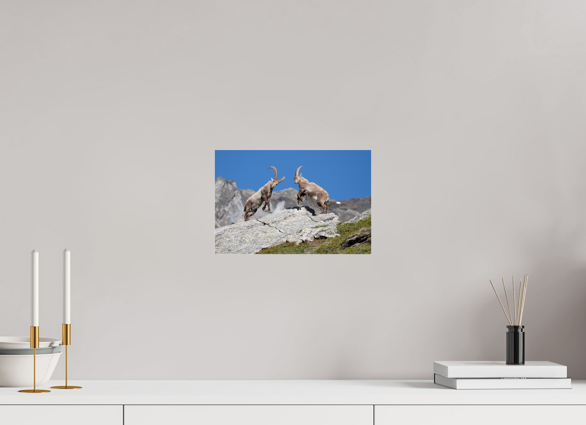 30 x 20 cm, Photo Print Under Acrylic Glass Bouquetin / Ibex