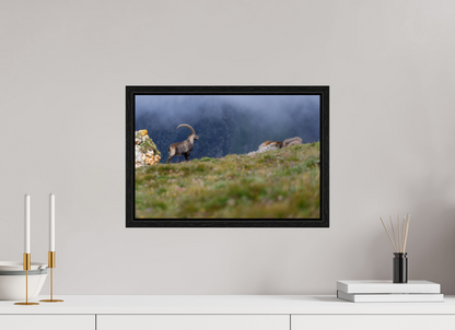 Bouquetin / Ibex