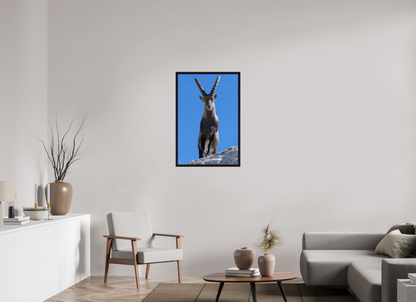 Bouquetin / Ibex