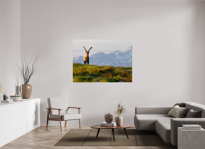 Bouquetin / Ibex