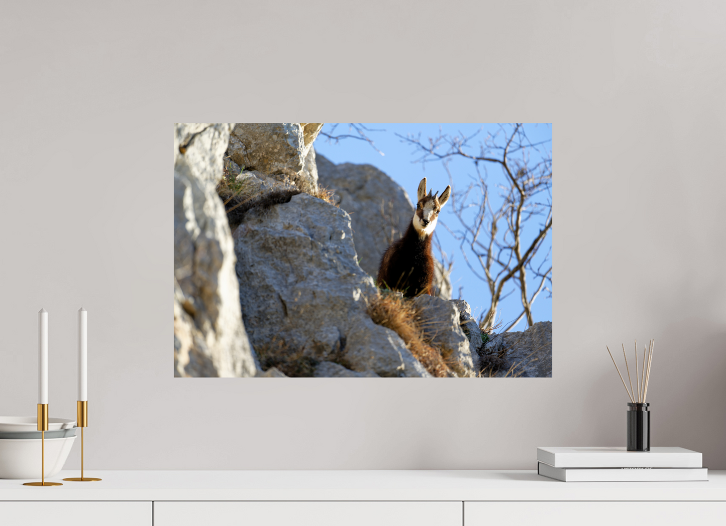 Chamois
