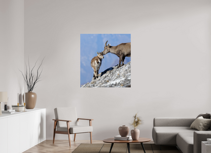 Bouquetin / Ibex