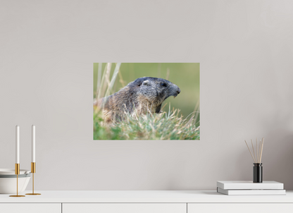 Marmotte / Groundhog
