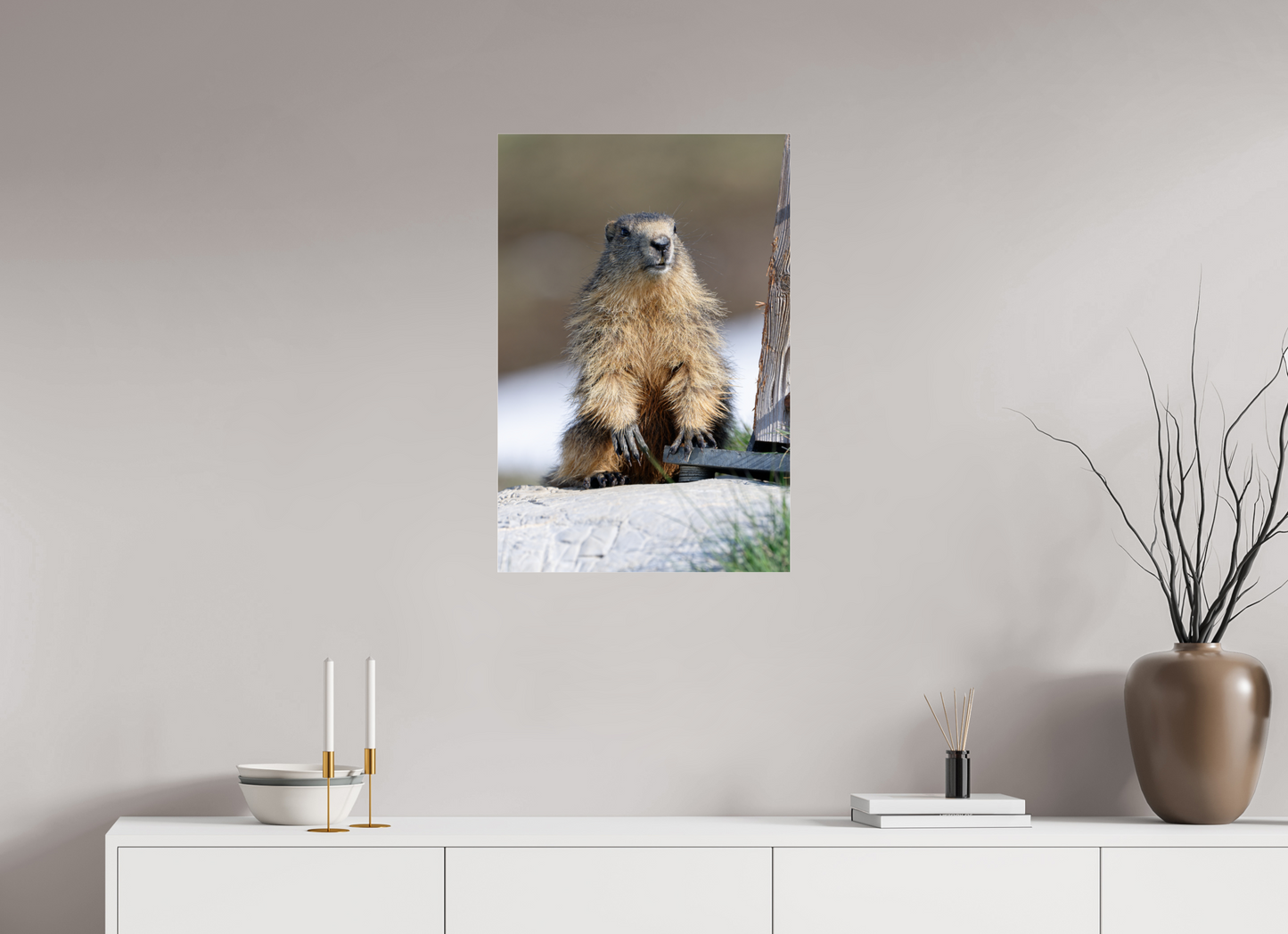 Marmotte / Groundhog