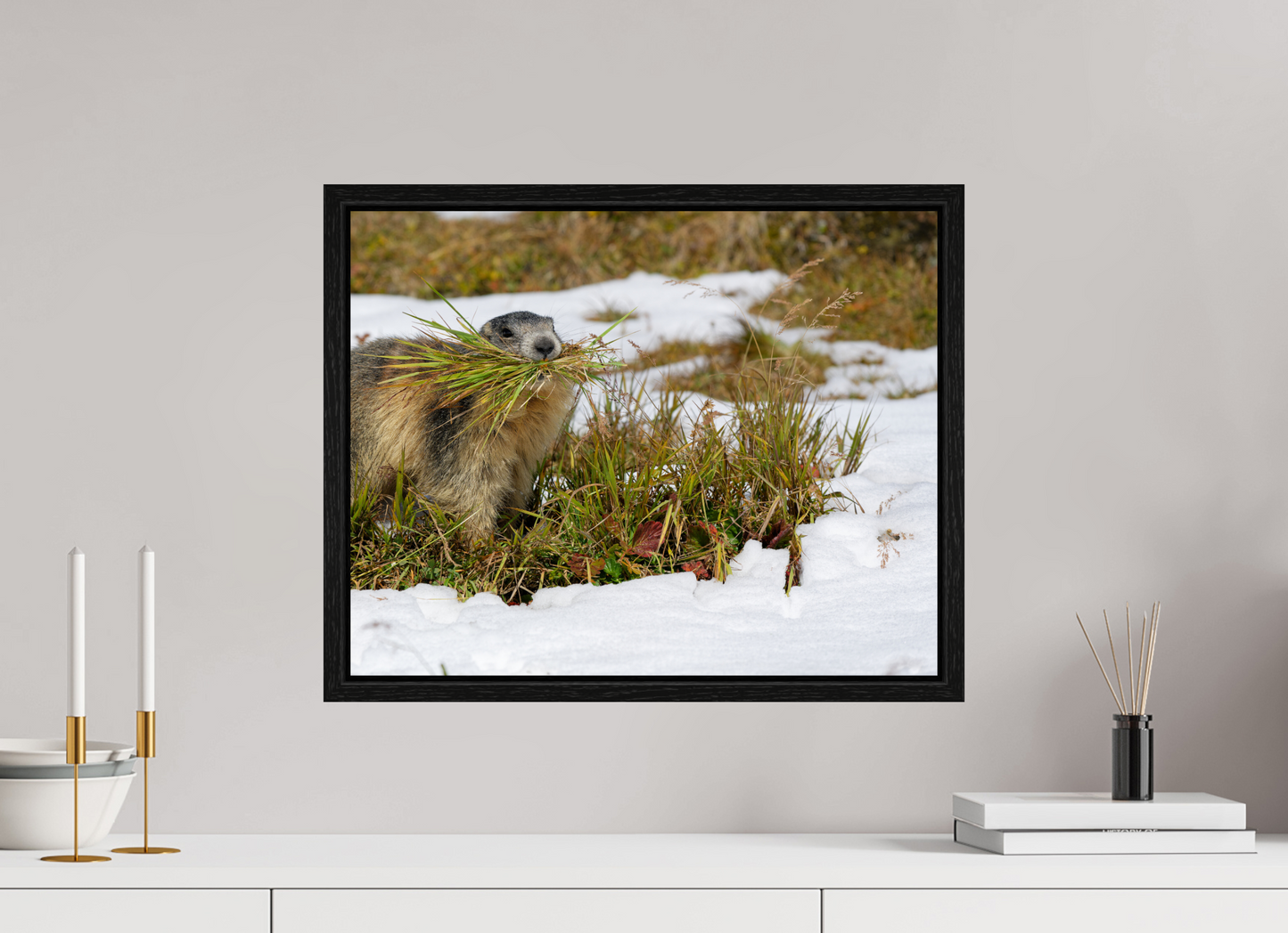 Marmotte / Groundhog