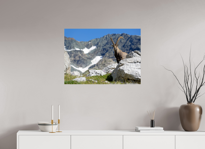 Bouquetin / Ibex