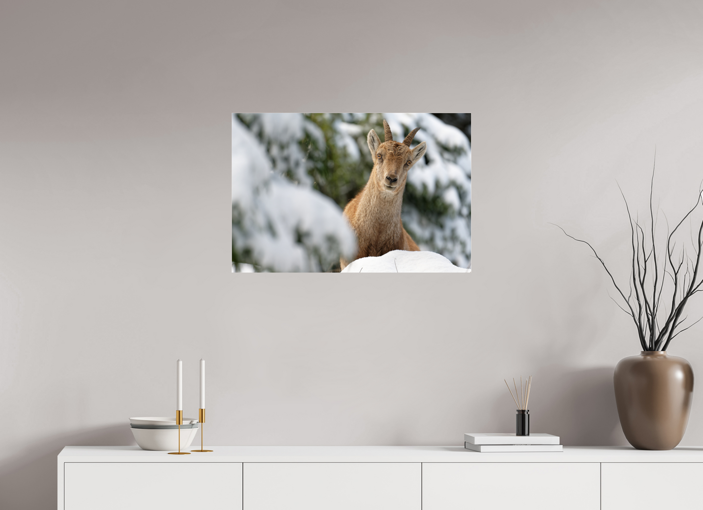 Bouquetin / Ibex