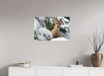 Bouquetin / Ibex