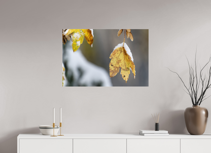 Automne / Autumn