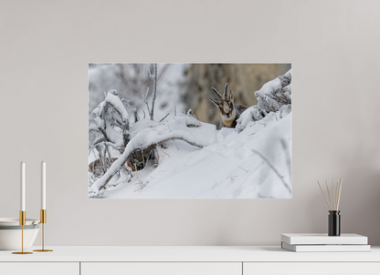 Chamois