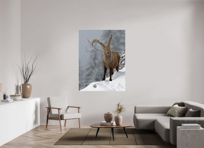 Bouquetin / Ibex