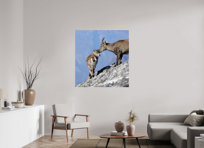 Bouquetin / Ibex