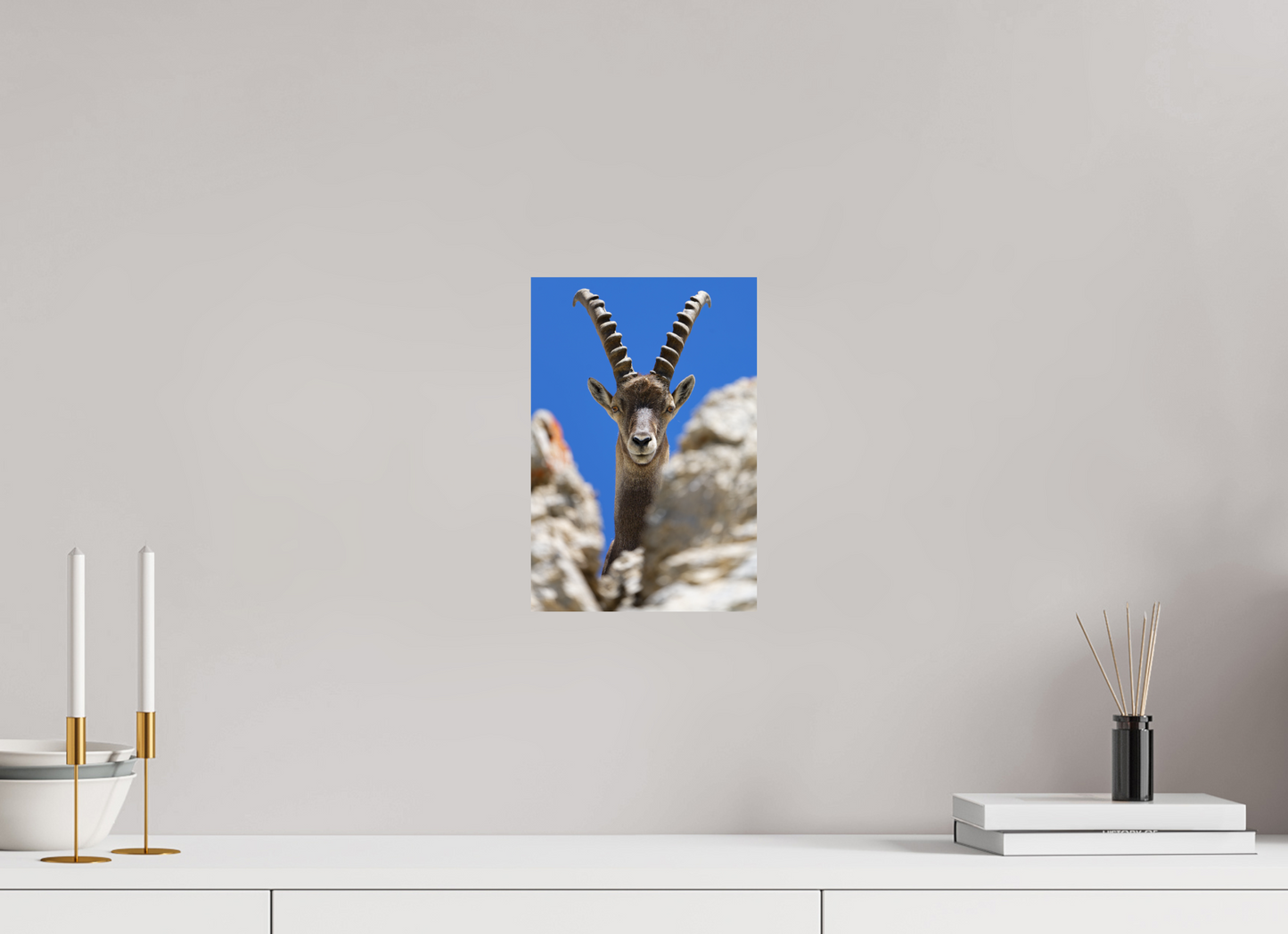 Bouquetin / Ibex