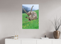 Bouquetin / Ibex