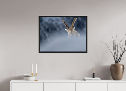 Bouquetin / Ibex
