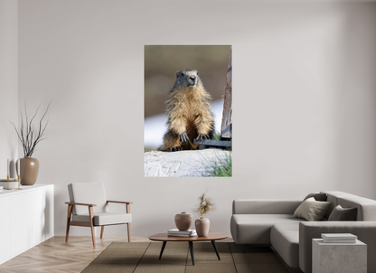 Marmotte / Groundhog