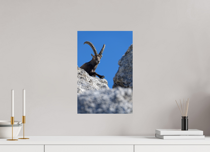 Bouquetin / Ibex