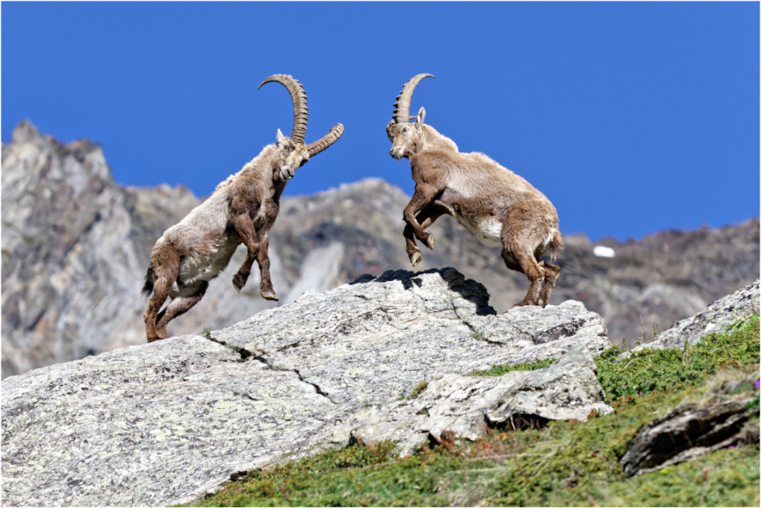Bouquetin / Ibex