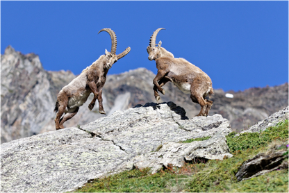 Bouquetin / Ibex